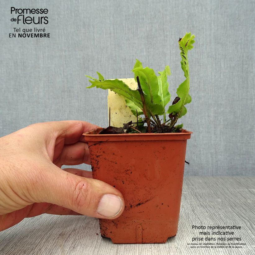 Amostra de Asplenium scolopendrium Cristatum Group Vaso de 8/9 cm tal como entregue no outono