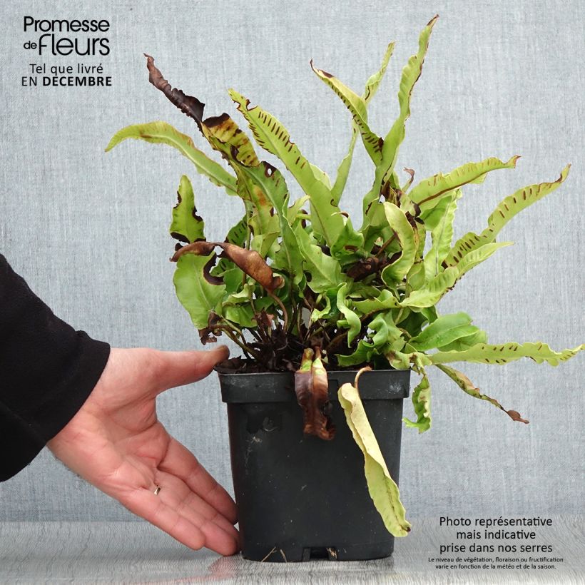 Amostra de Asplenium scolopendrium Cristatum Group Vaso de 2 L/3 L tal como entregue no outono