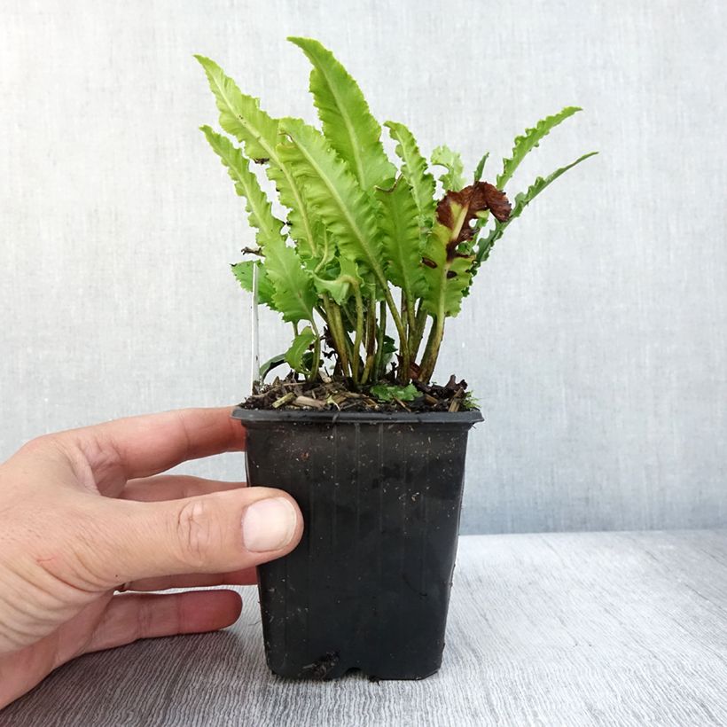 Amostra de Asplenium scolopendrium Undulatum Angustatum Vaso de 8/9 cm tal como entregue no outono