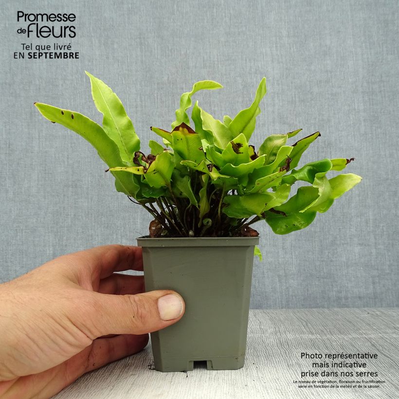 Amostra de Asplenium scolopendrium Undulatum Angustatum Vaso de 8/9 cm tal como entregue no verão