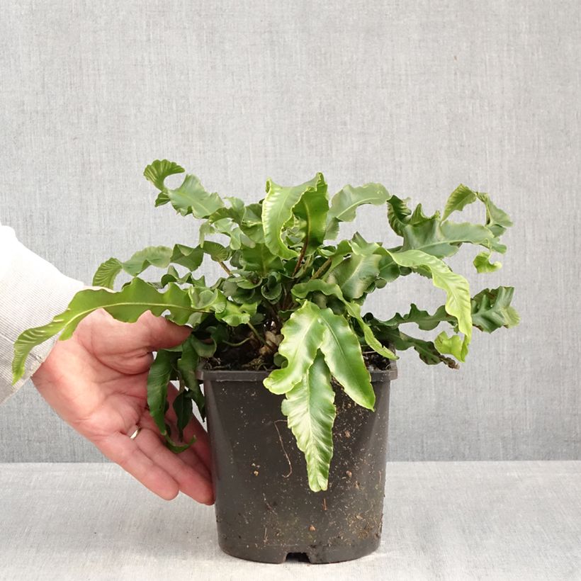 Amostra de Asplenium scolopendrium Undulatum Group Vaso de 2 L/3 L tal como entregue no inverno