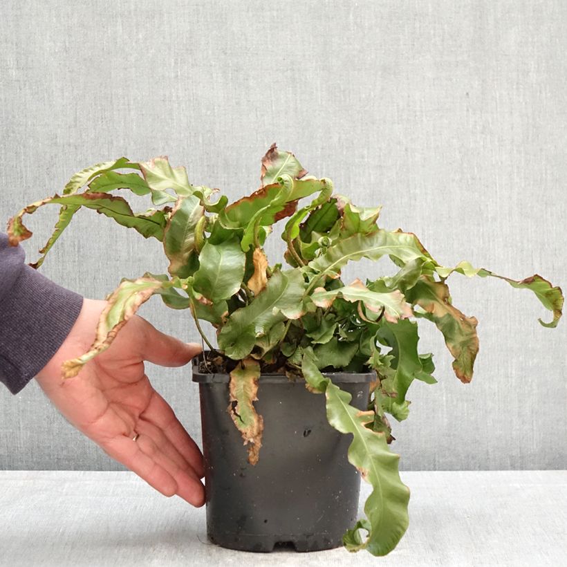 Amostra de Asplenium scolopendrium Undulatum Group Vaso de 2 L/3 L tal como entregue na primavera