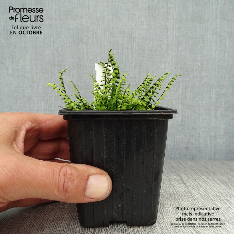 Amostra de Asplenium trichomanes Vaso de 8/9 cm tal como entregue no outono