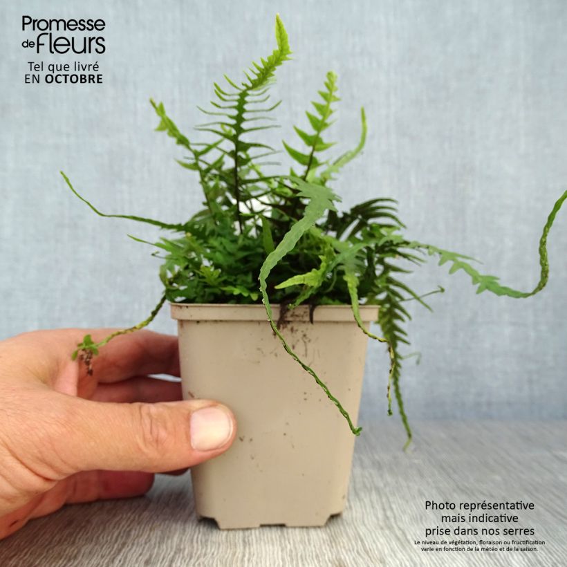 Amostra de Asplenium × ebenoides Vaso de 8/9 cm tal como entregue no outono