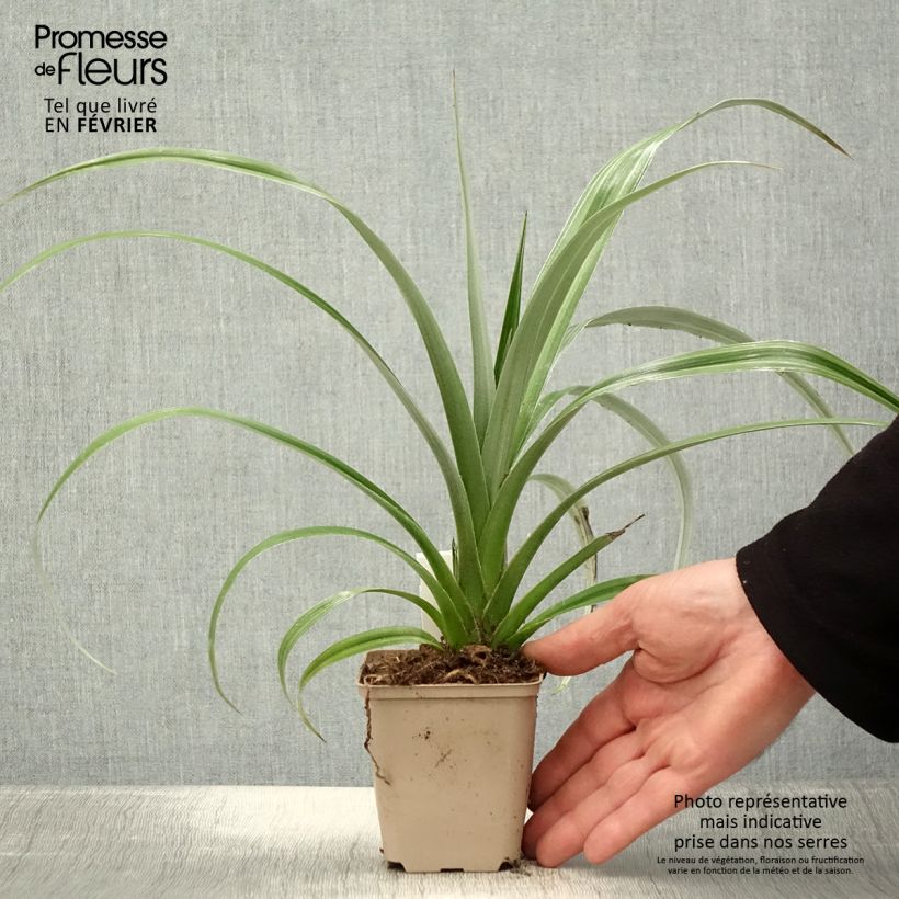 Amostra de Astelia chathamica Silver Shadow Vaso de 8/9 cm tal como entregue no inverno