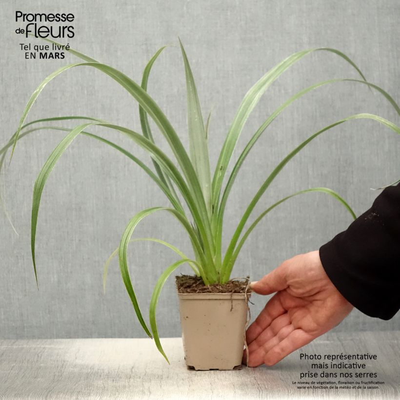 Amostra de Astelia chathamica Silver Shadow Vaso de 8/9 cm tal como entregue na primavera