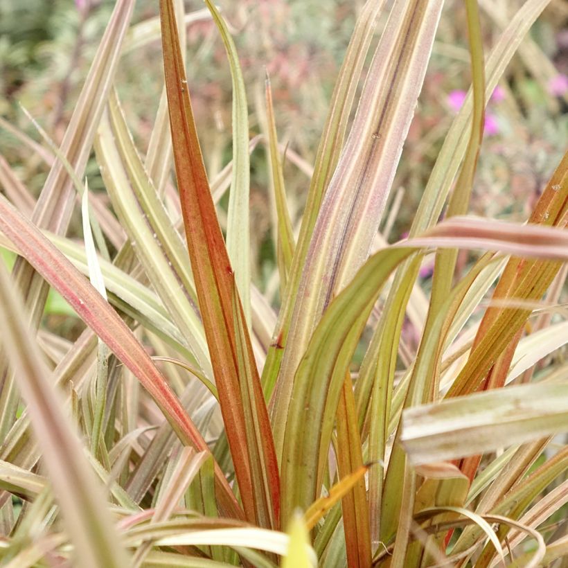 Astelia nervosa Westland (Folhagem)