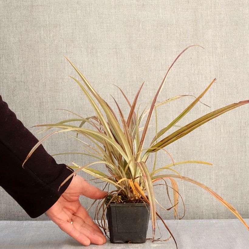 Amostra de Astelia nervosa Westland Vaso de 8/9 cm tal como entregue no inverno