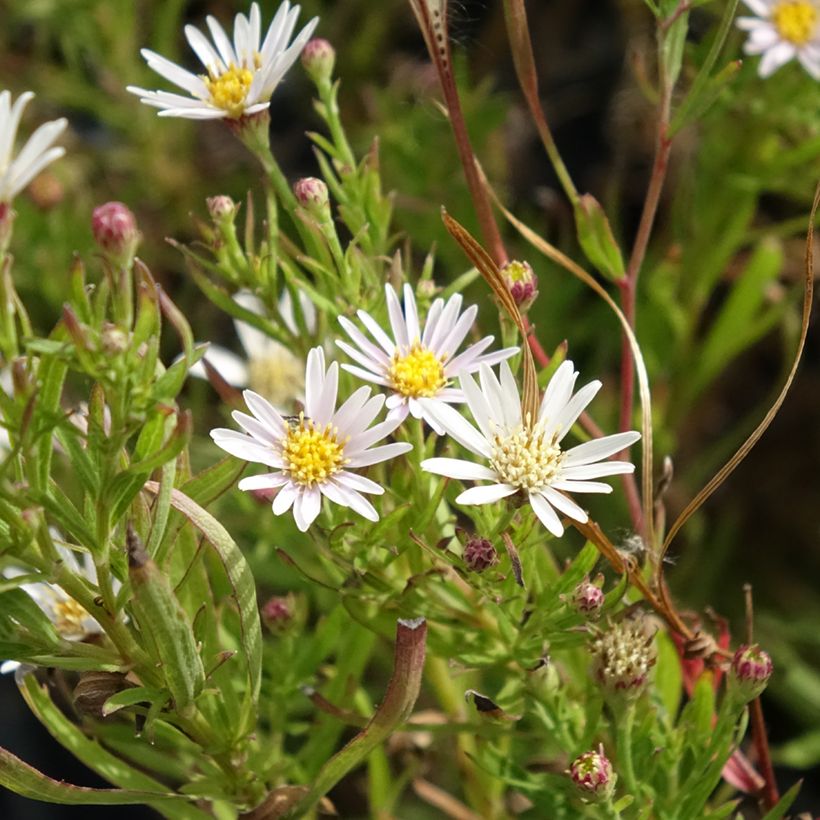 Aster linariifolius - Áster (Floração)