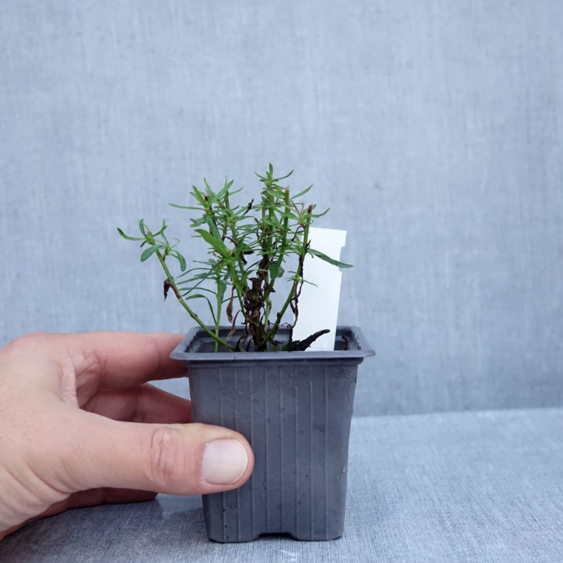 Amostra de Aster linariifolius - Áster Vaso de 8/9 cm tal como entregue no outono