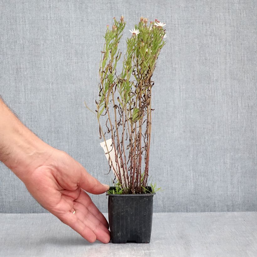 Amostra de Aster linariifolius - Áster Vaso de 8/9 cm tal como entregue no verão