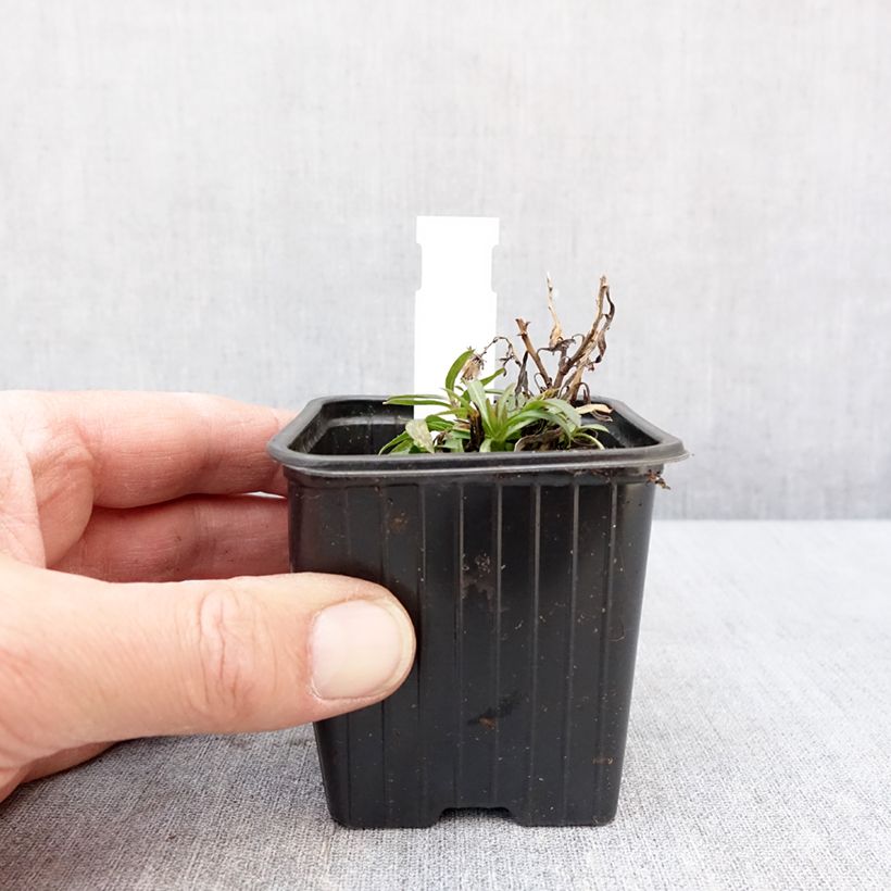Amostra de Aster à feuilles de lin - Aster linariifolius Godet de 8/9 cm tal como entregue no inverno