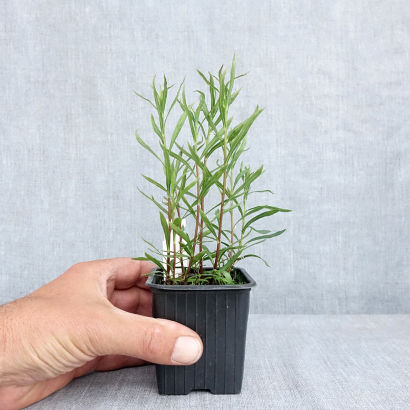 Amostra de Aster linariifolius - Áster Vaso de 8/9 cm tal como entregue na primavera