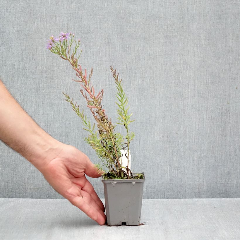 Amostra de Aster sedifolius - Áster de folhas de Sedum Vaso de 8/9 cm tal como entregue no outono