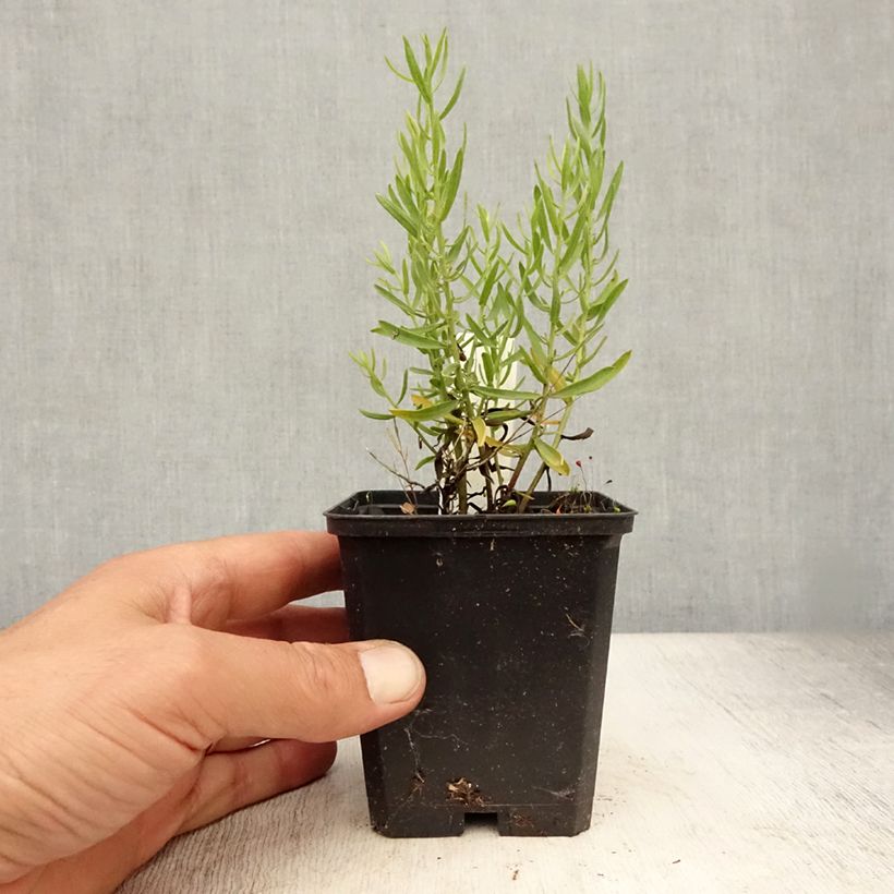 Amostra de Aster sedifolius - Áster de folhas de Sedum Vaso de 8/9 cm tal como entregue no verão
