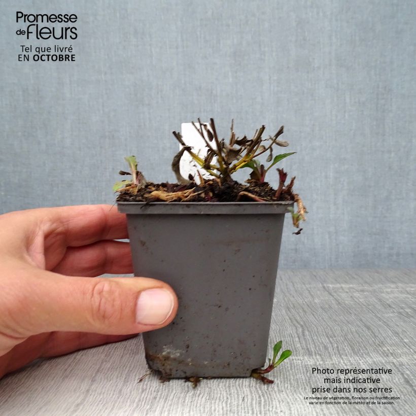 Amostra de Áster ageratoides Adustus Nanus Vaso de 8/9 cm tal como entregue no outono