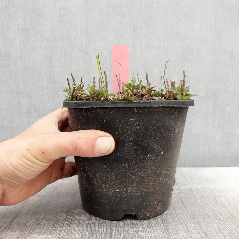 Amostra de Áster ageratoides Adustus Nanus Vaso de 1,5 L/2 L tal como entregue na primavera