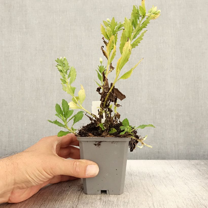 Amostra de Áster ageratoides Ashvi Vaso de 8/9 cm tal como entregue no outono