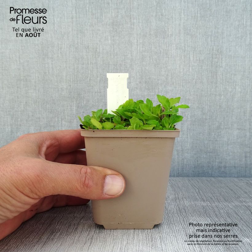 Amostra de Áster ageratoides Asmoe - Áster-anão-de-outono Vaso de 8/9 cm tal como entregue no verão
