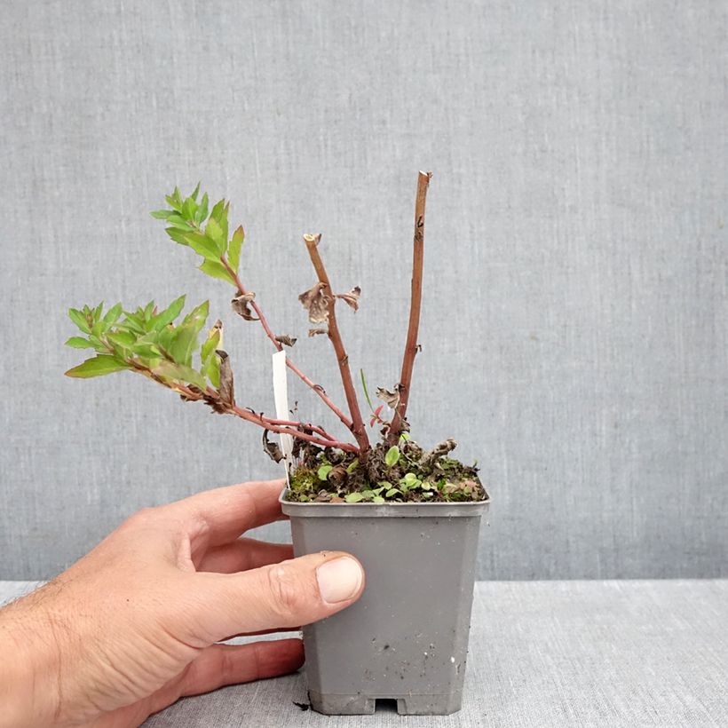 Amostra de Áster ageratoides Asran Vaso de 8/9 cm tal como entregue no outono