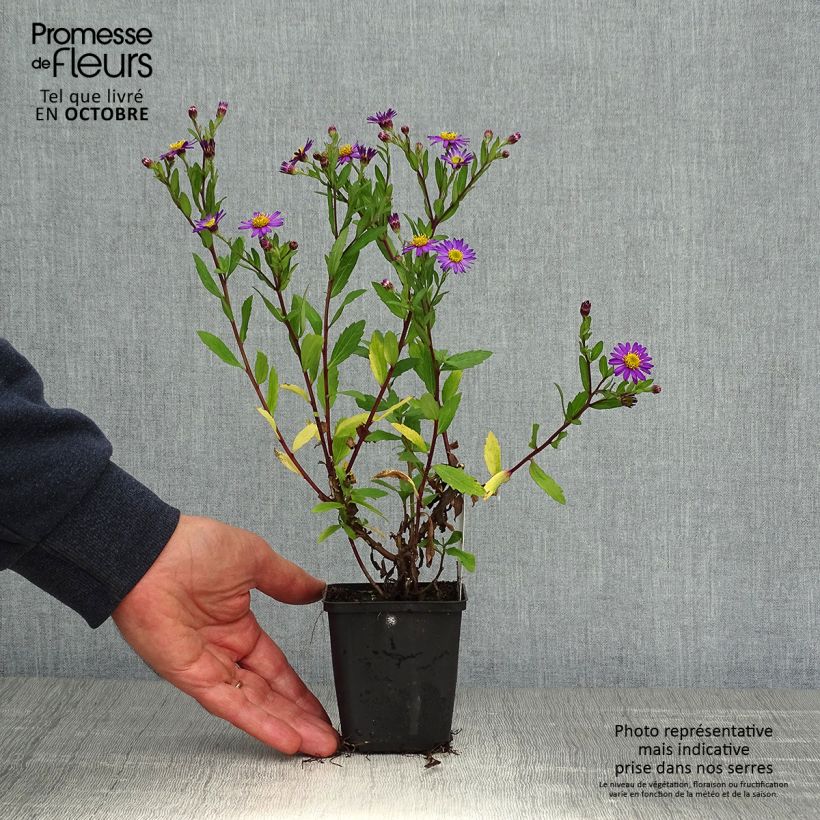 Amostra de Áster ageratoides Ezo Murasaki Vaso de 8/9 cm tal como entregue no outono