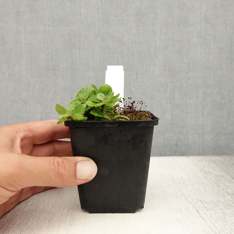 Amostra de Áster ageratoides Harry Schmidt - Áster-anão-de-outono Vaso de 8/9 cm tal como entregue no verão