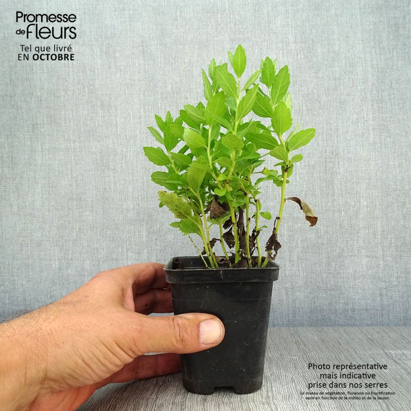 Amostra de Áster ageratoides Starshine Vaso de 8/9 cm tal como entregue no outono