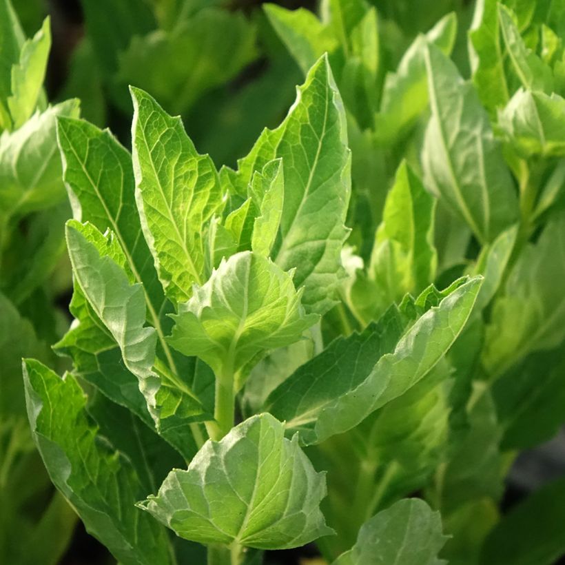 Áster ageratoides Starshine (Folhagem)