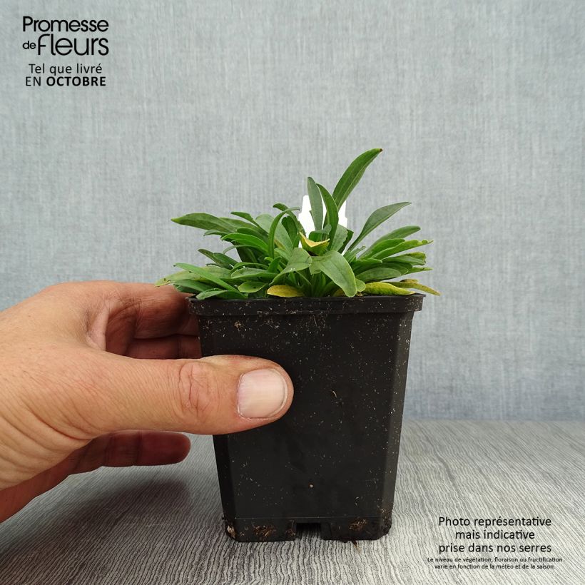 Amostra de Áster alpinus Albus - Áster Alpino Branco Vaso de 8/9 cm tal como entregue no outono