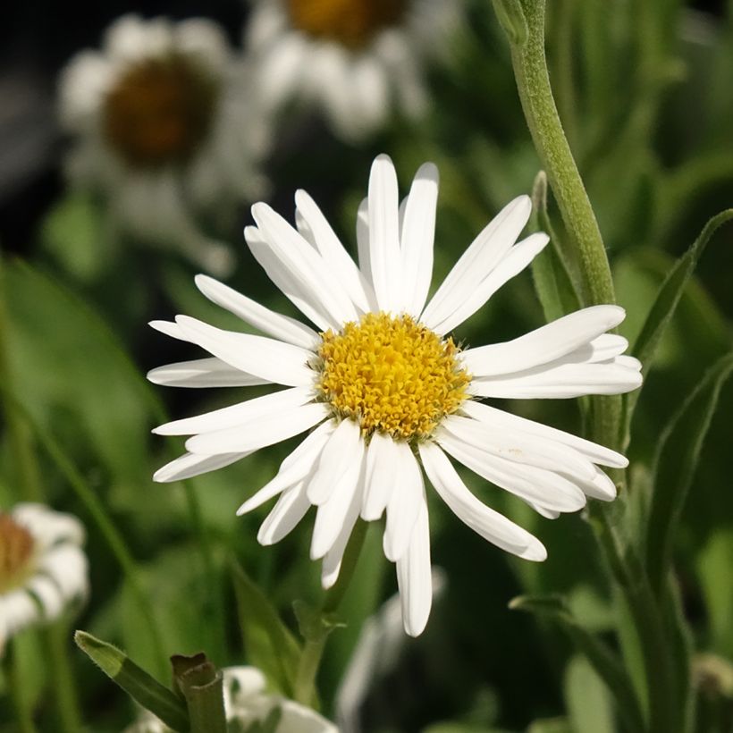 Áster alpinus Albus - Áster Alpino Branco (Floração)