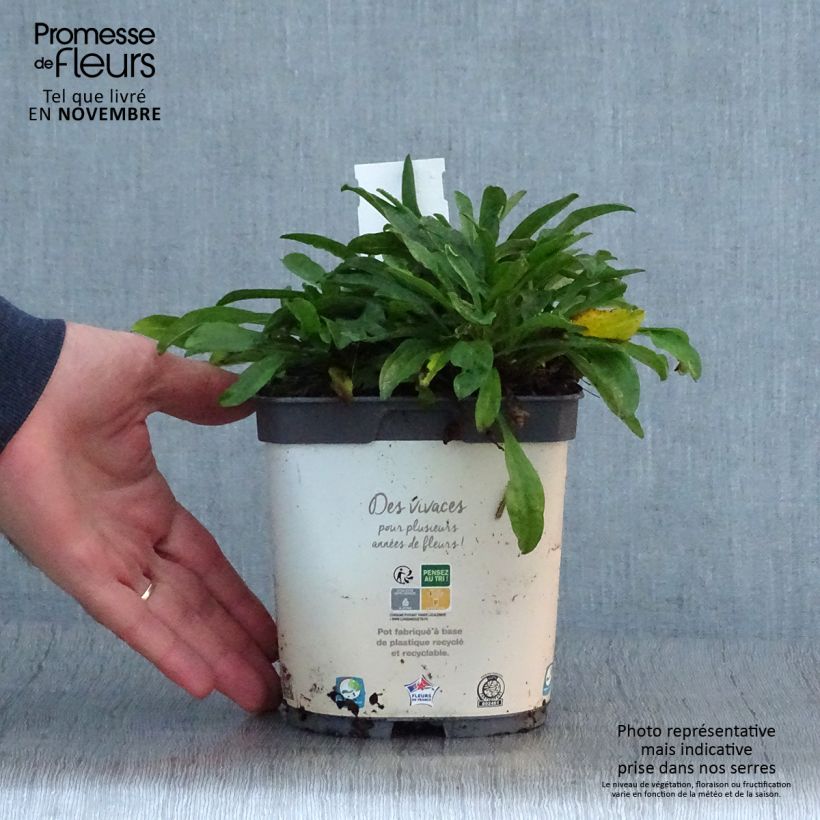 Amostra de Áster alpinus Albus - Áster Alpino Branco Vaso de 2 L/3 L tal como entregue no outono