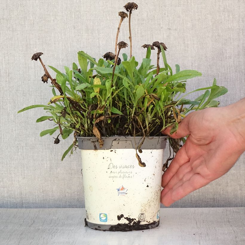 Amostra de Áster alpinus Albus - Áster Alpino Branco Vaso de 2 L/3 L tal como entregue no verão