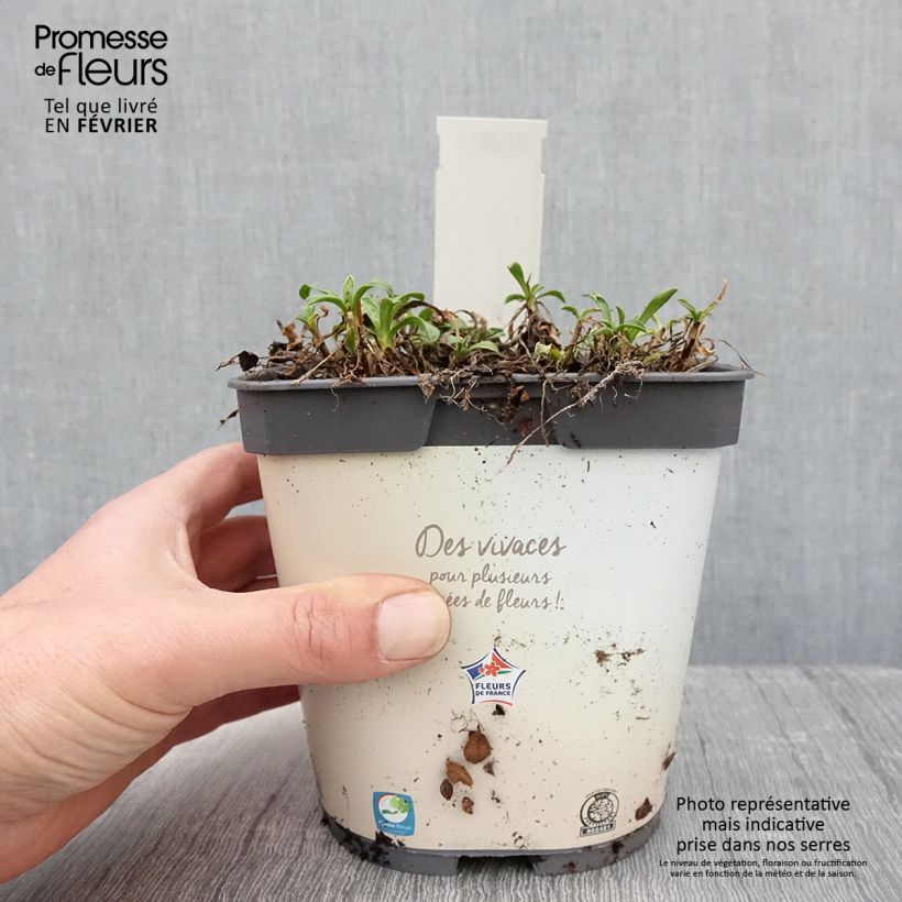 Amostra de Aster alpinus Albus - Aster des Alpes blanc Vaso de 2 L/3 L tal como entregue no inverno