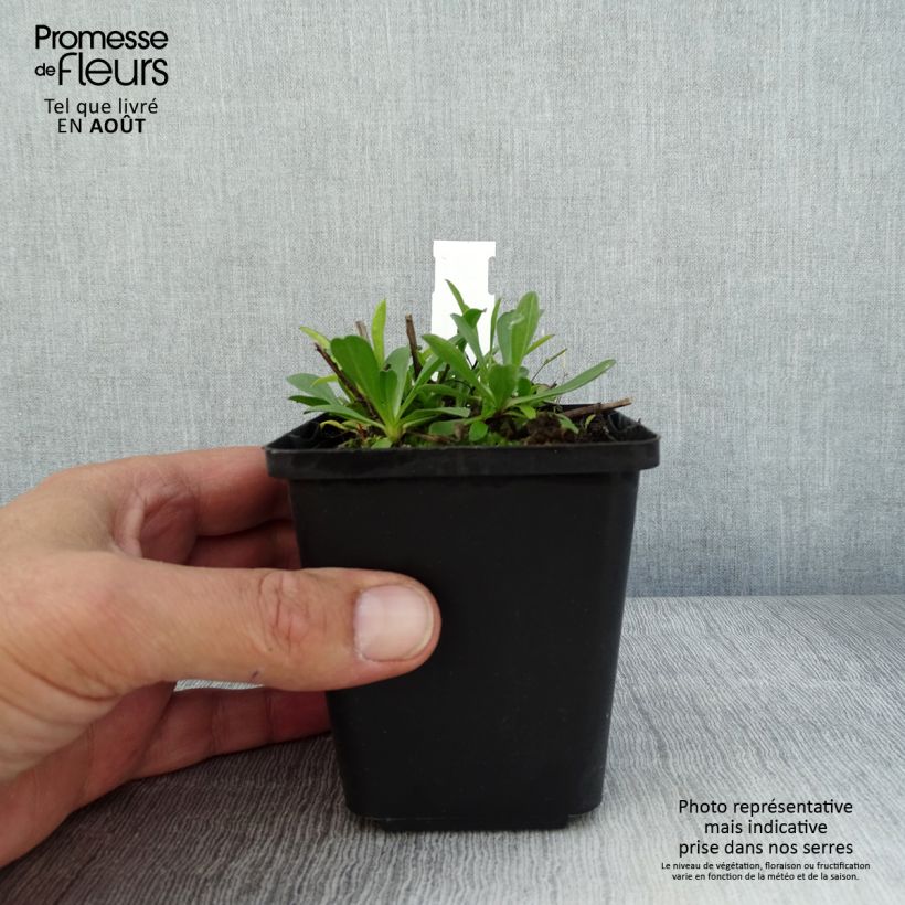 Amostra de Áster alpinus Blue Beauty - Áster Alpino Branco Vaso de 8/9 cm tal como entregue no verão