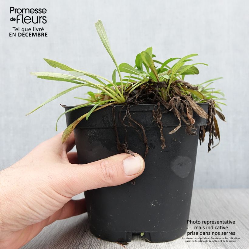 Amostra de Áster alpinus Dark Beautiful - Áster Alpino Azul Vaso de 2 L/3 L tal como entregue no outono