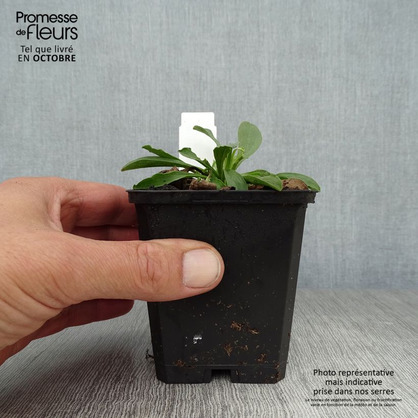 Amostra de Áster alpinus Goliath - Áster Alpino Vaso de 8/9 cm tal como entregue no outono