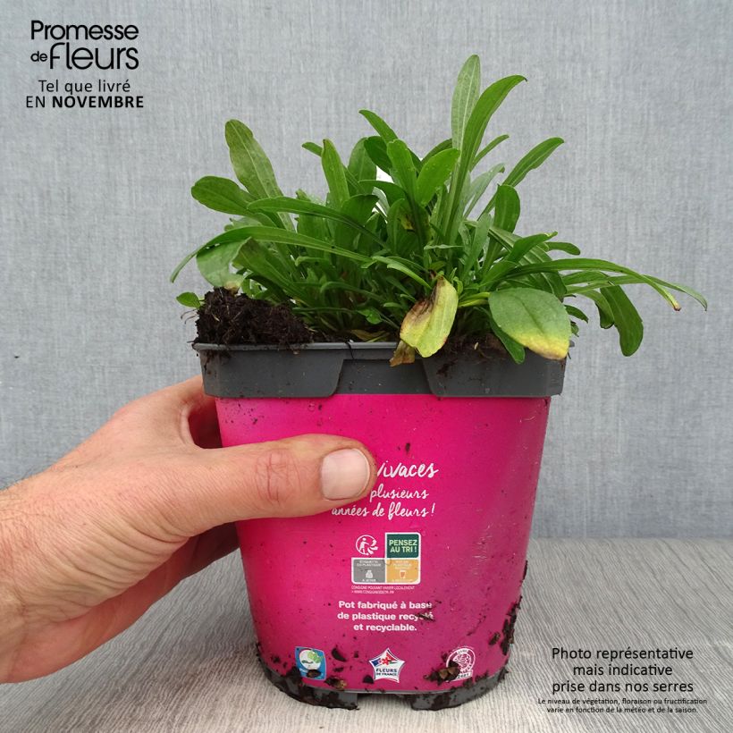 Amostra de Áster alpinus Happy End - Áster Alpino Rosa Vaso de 2 L/3 L tal como entregue no outono