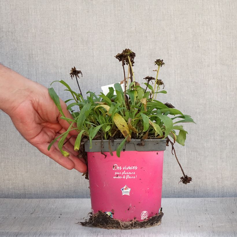 Amostra de Áster alpinus Happy End - Áster Alpino Rosa Vaso de 2 L/3 L tal como entregue no verão