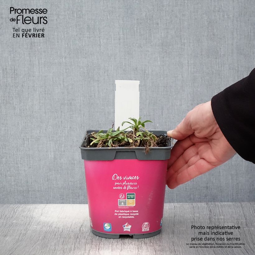 Amostra de Aster alpinus Happy End - Aster des Alpes rose Vaso de 2 L/3 L tal como entregue no inverno