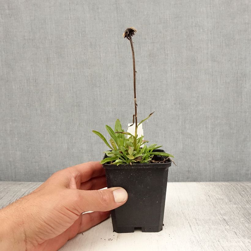 Amostra de Áster alpinus Pinkie - Áster Alpino Vaso de 8/9 cm tal como entregue no verão