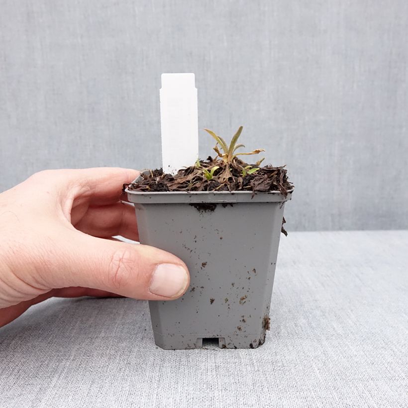 Amostra de Aster alpinus Pinkie - Aster des Alpes Godet de 8/9 cm tal como entregue no inverno