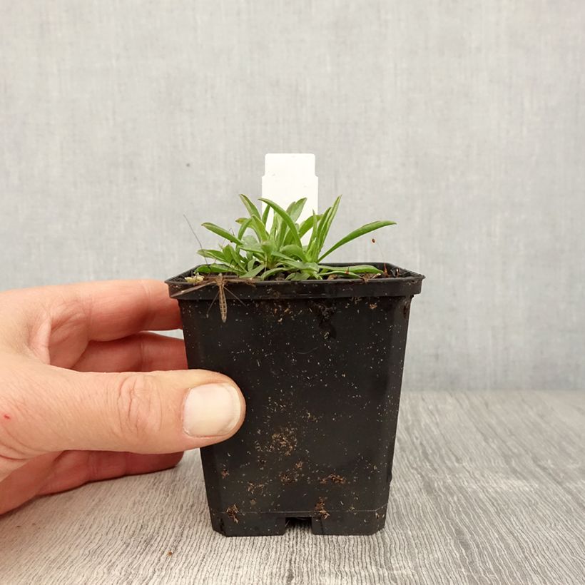 Amostra de Áster alpinus Pinkie - Áster Alpino Vaso de 8/9 cm tal como entregue na primavera