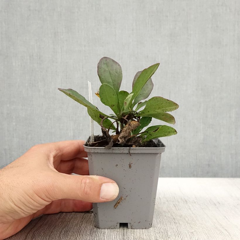Amostra de Áster amellus Rosa Erfüllung Vaso de 8/9 cm tal como entregue no outono