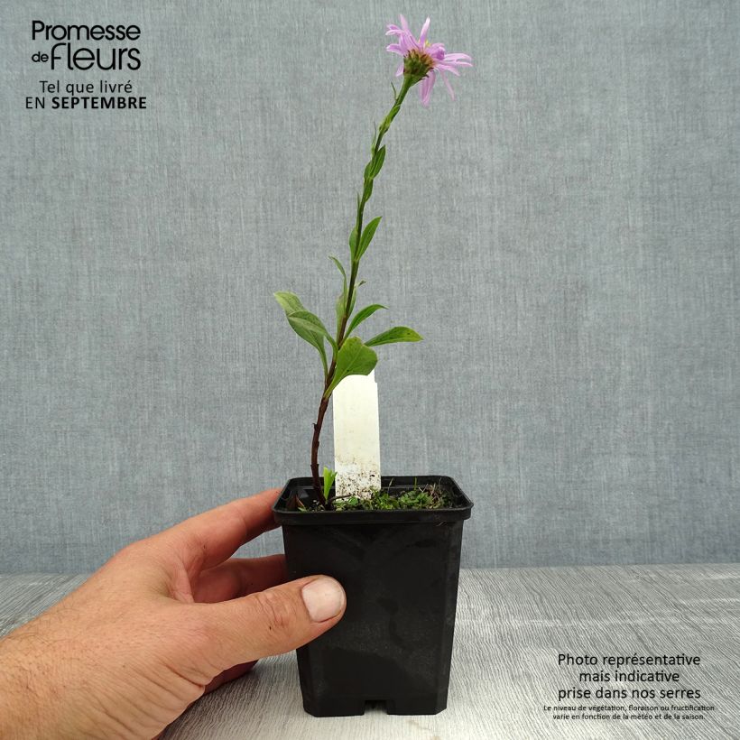 Amostra de Áster amellus Rosa Erfüllung Vaso de 8/9 cm tal como entregue no verão