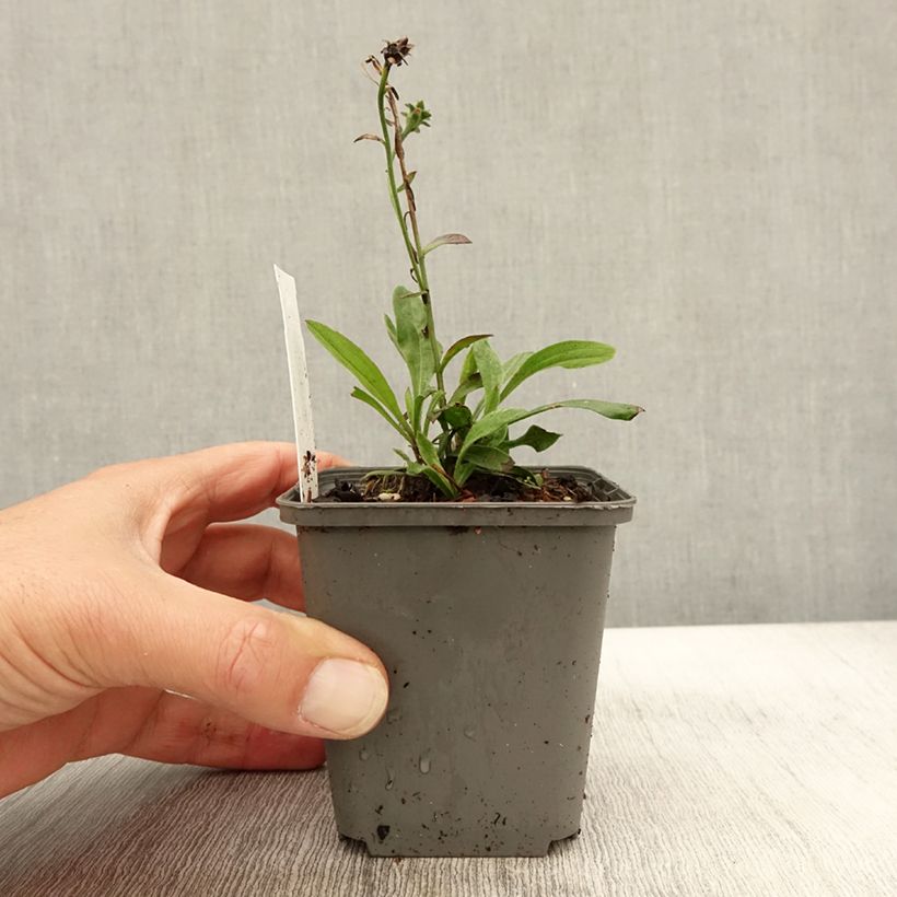 Amostra de Aster amellus Sonora - Aster d'été Godet de 8/9 cm tal como entregue no outono