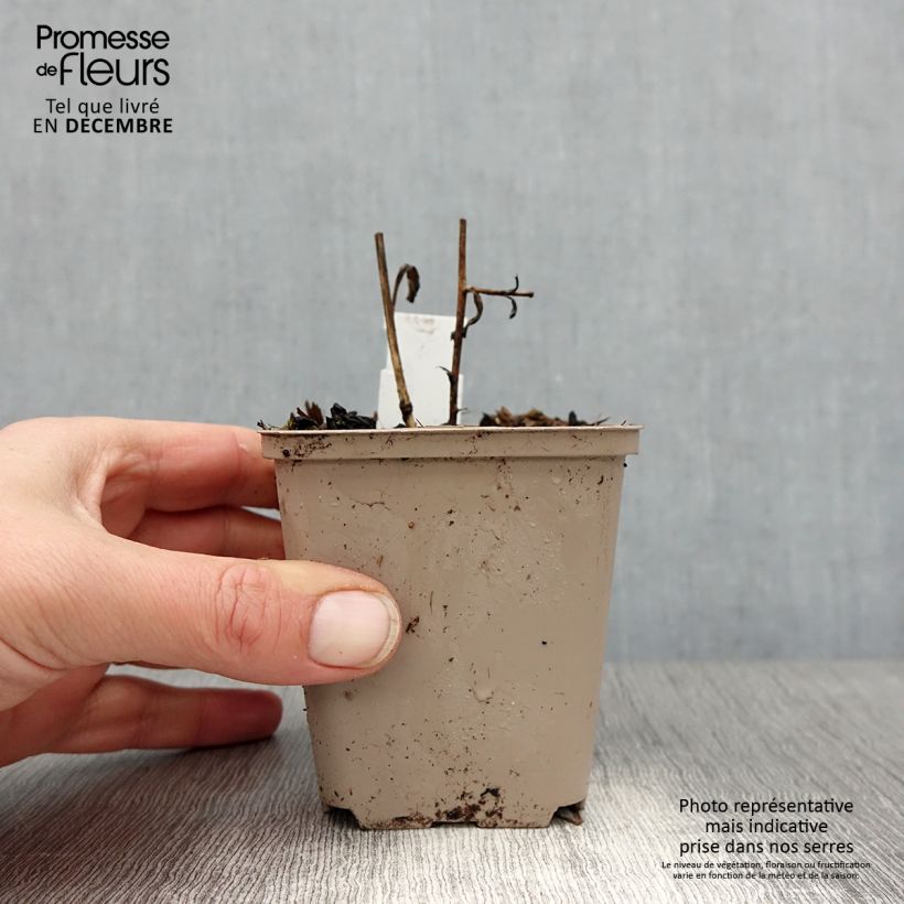 Amostra de Aster amellus Sonora - Aster d'été Vaso de 8/9 cm tal como entregue no inverno