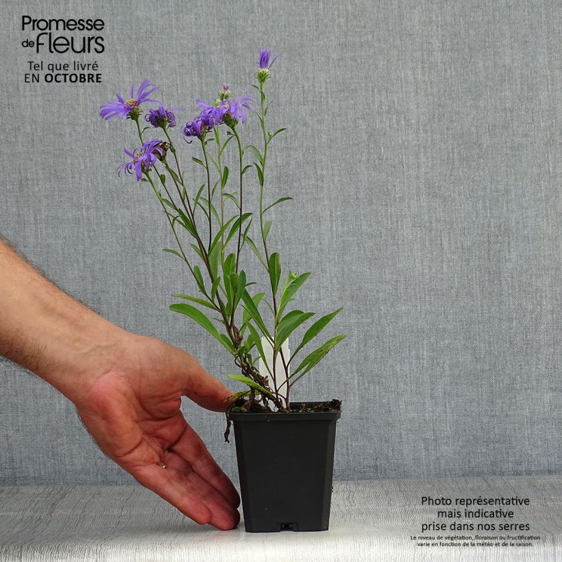 Amostra de Áster amellus Veilchenkönigin Violet Queen - Áster de outono Vaso de 8/9 cm tal como entregue no outono