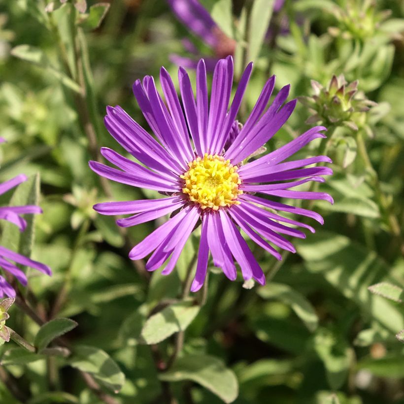Áster amellus Veilchenkönigin Violet Queen - Áster de outono (Floração)