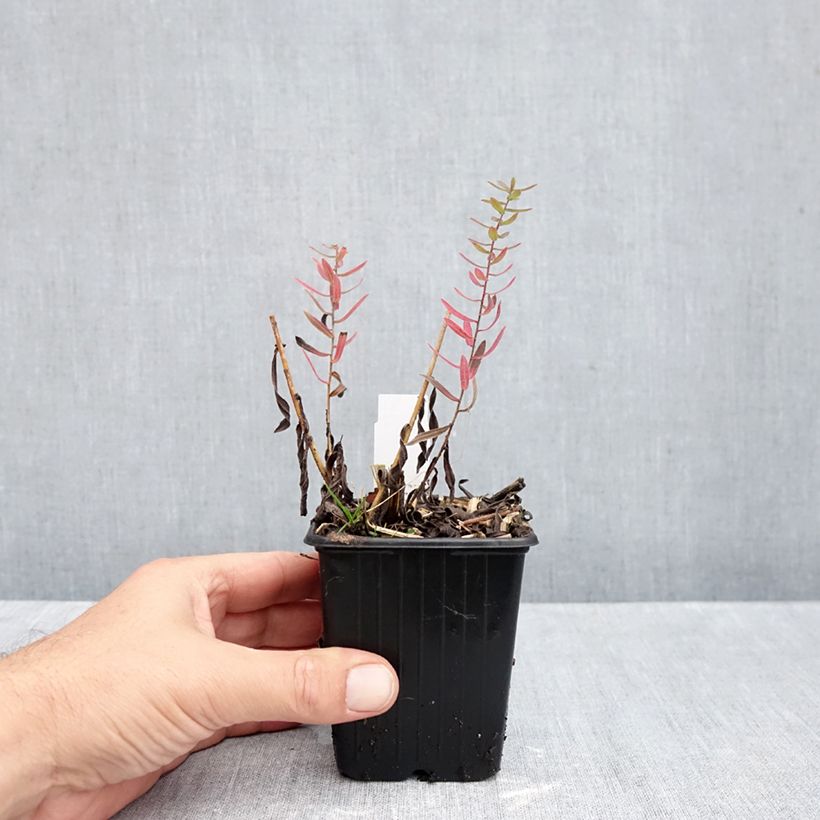 Amostra de Áster amethystinus Kylie Vaso de 8/9 cm tal como entregue no outono