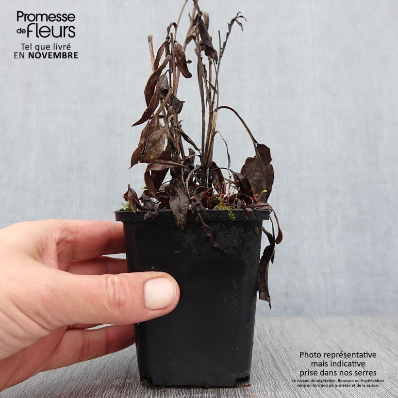 Amostra de Áster azureus Vaso de 8/9 cm tal como entregue no outono